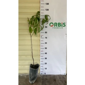 3 Yaş Aşılı Luisella Yassı Nektarin Fidanı