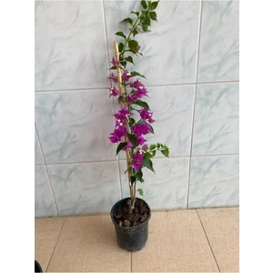 Mor Begonvil Çiçeği Fidanı 10-20 cm