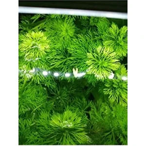 Limpnophila Sessiliflora 5 Dal Kusursuz Akvaryum Bitkisi Canlı Bitki