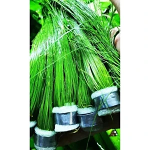 Dev Parvula Arka Plan Akvaryum Bitkisi Eleocharis Vivipara Canlı Bitki 1 Bağ