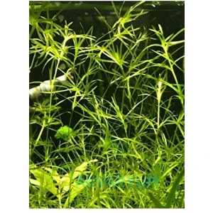 Egeria Najas Lepistes Otu 5 Dal Kolay, Kum Gerekmeyen Canlı Akvaryum Bitkisi Akvaryum Bitkileri