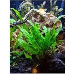 Java Fern Leptochılus Pteropus 1 Kök Kolay Akvaryum Bitkisi Canlı Bitki