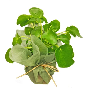 Pilea Peperomioides Çin Para Ağacı 25 - 30 cm