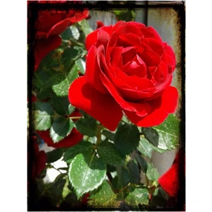 Gül Fidanı Bayrak Kırmızı Aşılı Gül Fidanı Kokulu Yediveren Sarmaşık