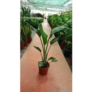 Starliçe Cennet Kuşu Strelitzia Nicolai Orta Boy 60-90 cm