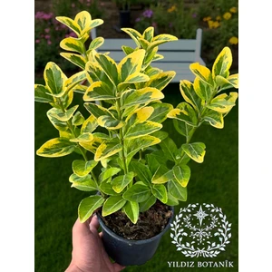 Altuni Gold Taflan Çit Bitkisi Sarı Taflan Fidanı 25-30 CM 1 Saksıda 3 Kök Üretim