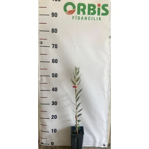 10 Adet Arbequina Bodur Yağlık Zeytin Fidanı