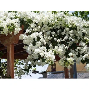 Beyaz Begonvil Fidanı 10-20 cm