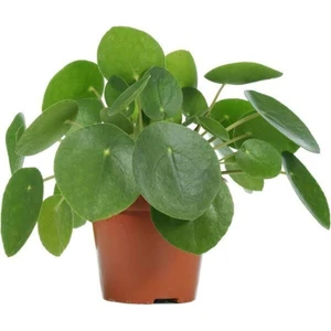 Pilea Çin Para Ağacı 10-20 cm
