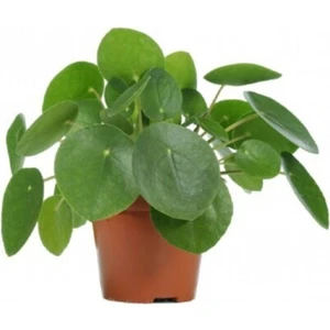 Pilea Bitkisi Para Çiçeği Fidanı 10-20 cm