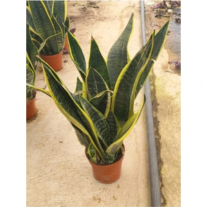Sansivieria Paşa Kılıcı 10-20 cm