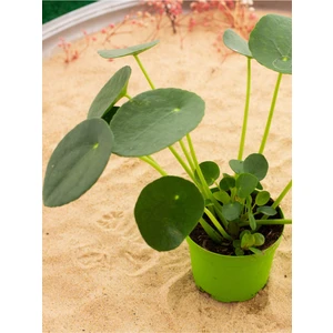 Para Çiçeği (Pilea) Fidanı 10-20 cm
