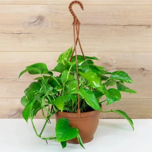 Salon Sarmaşığı, Pothos Çiçeği, Patos Çiçeği, Canlı Bitki 10-20 cm