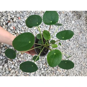 Saksılı Pilea Canlı Çiçek Çin Para Çiçeği 10-20 cm