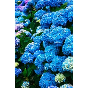 Canlı Ortanca Çiçeği Fidanı- Aşılı Tüplü Koyu Mavi 10-20 cm