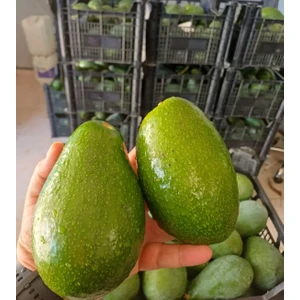 Drz Tarım 1 kg Taze Avakado Türkiye Menşeli Dalından Toplama Meyve Ürünü