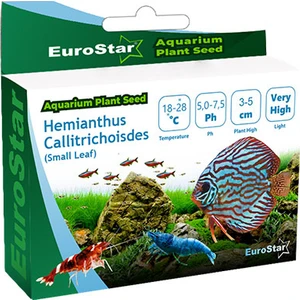 Eurostar Bitki Tohumu Hemianthus Callitrichoides 3-5 cm
