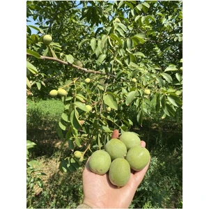 1 kg Dalından Yeşil Kabuklu Gönderim Taze Süt Ceviz ( Lütfen Açıklamayı Okuyunuz)