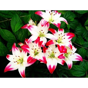 5 Adet Karışık Çiçek Soğanı .lale Sümbül Nergis Yıldız Zambak.yeni Mahsul .çimlenme Garantisi.