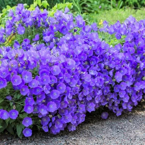 Campanula Carpatica Tohumu Tussock Bellflower Çan Çiçeği Kampanula