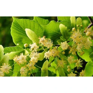 IHLAMUR AĞACI 1.5-2 METRE BOYUNDA