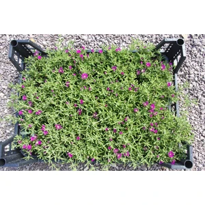 Tunç Botanik ACEM HALISI 45 ADET - MEZARLIK KABİR ÇİÇEĞİ