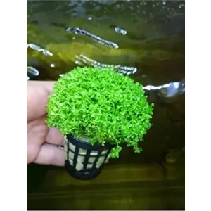 Micrhantemum Monte Carlo Akvaryum Zemin Bitkisi Akvaryum Bitkisi Canlı Akvaryum Bitkisi