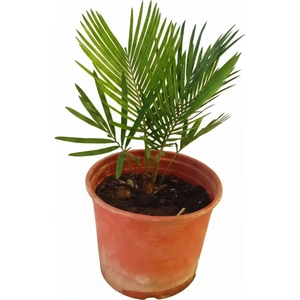 30-45 cm Sikas Bitkisi (Japon Sikası) - Canlı Salon Palmiyesi