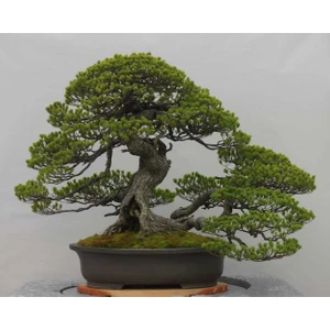 Tunç Botanik Bonsai Pinus Seti (Fidan+Bonsai Saksı+Toprak +Bitki Besini)