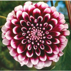 20 Adet Dev Yıldız Dahlia Çiçeği Soğanı Yumrusu 10 Renk Karışık Yumru Boyu 10 Cm.yeni Mahsul.. Çimlenme Garantilidir..