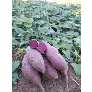 Tatlı Mor Patates