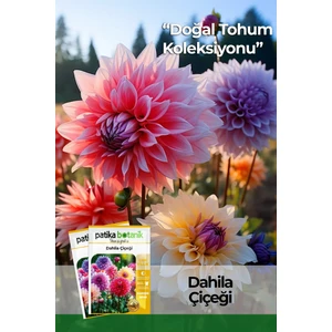 25 Adet Dev Yıldız Dahlia Çiçeği Soğanı Yumrusu 12 Renk Karışık Yumru Boyu 10 Cm.yeni Mahsul.. Çimlenme Garantilidir..