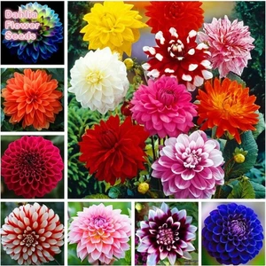 25 Adet Dev Yıldız Dahlia Çiçeği Soğanı Yumrusu 12 Renk Karışık Yumru Boyu 10 Cm.yeni Mahsul.. Çimlenme Garantilidir..