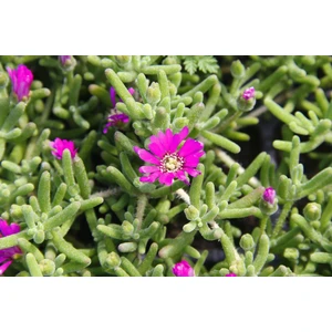 Tunç Botanik ACEM HALISI 90 ADET - MEZARLIK KABİR ÇİÇEĞİ