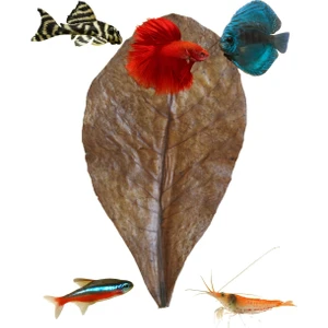 Catappa Yaprağı Doğal Su Düzenleyici 13-20CM 10 Adet (Kızılağaç Kozalağı Hediyeli)