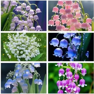 10 Adet Müge Çiçeği Rizomu .yumrusu .yeni Mahsul.karışık Renk.çimlenme Garantili.