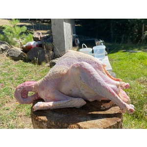 organik yaylım köy hindisi ( 3,2 - 4 kg ) full organik