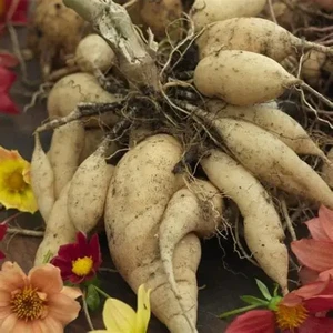 9 Adet Dev Yıldız Dahlia Çiçeği Soğanı Yumrusu 9 Cm.yeni Mahsul.. 9 Farklı Renk.çimlenme Garantili..