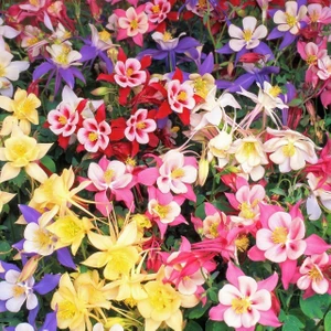 Bodur Haseki Küpesi Tohumu Karışımı Columbine Aquilegia Vulgaris