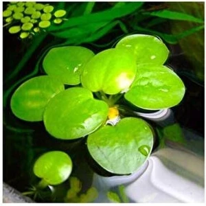 Amazon Frogbit Su Üstü Bitkisi 1 Adet Akvaryum Bitkisi
