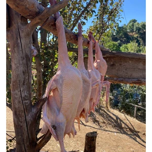 Kaz bütün (2,5 - 3 kg ) organik köy kazı