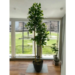 Yapay Ağaç Benjamin 150 cm Yakamoz Saksı ve Dolomit Taşı Dahil KAYRAFLOW15, One Size