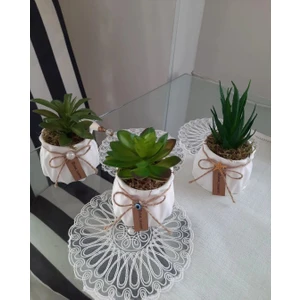 3 Lü Sukulent Set Çiçek