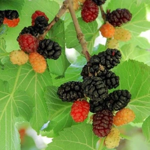 Tüplü 3 Yaş Meyve Veren Urmu Ekşi Dut Fidanı Boy 150/170 cm