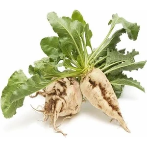 Taze Elbistan şeker pancarı Organik Pancar