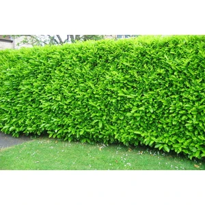 Tunç Botanik Kartopu Lucidum 10 Adet 30-40 cm Çit Bitkisi