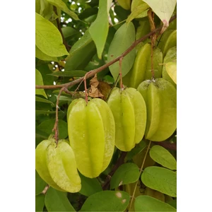 Yıldız Meyvesi (Adet)