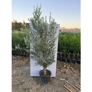 Saksıda 6 Yaşında Kalın Gövdeli Gemlik Zeytin Fidanı 1.7 - 2 Metre Boyunda