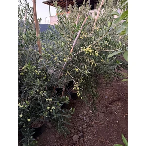 Tüplü 3 Yaşında Ağaç Formunda Arbequina Ispanyol Zeytini Fidanı Boy 2 Metre