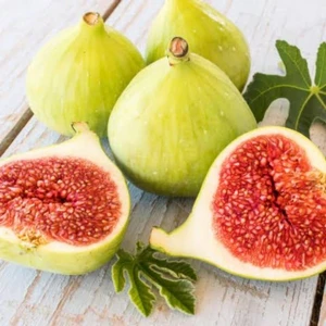 Tüplü Aydın Sarı Lop Incir Fidanı